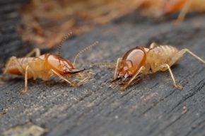 Two orange ants facing each other on a wooden surface, antennae touching.