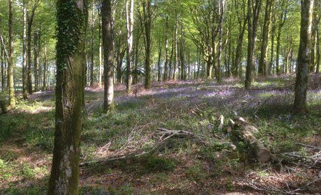 forest land in Launceston