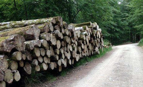 Logs piled up at Wenford Forestry in Launceston