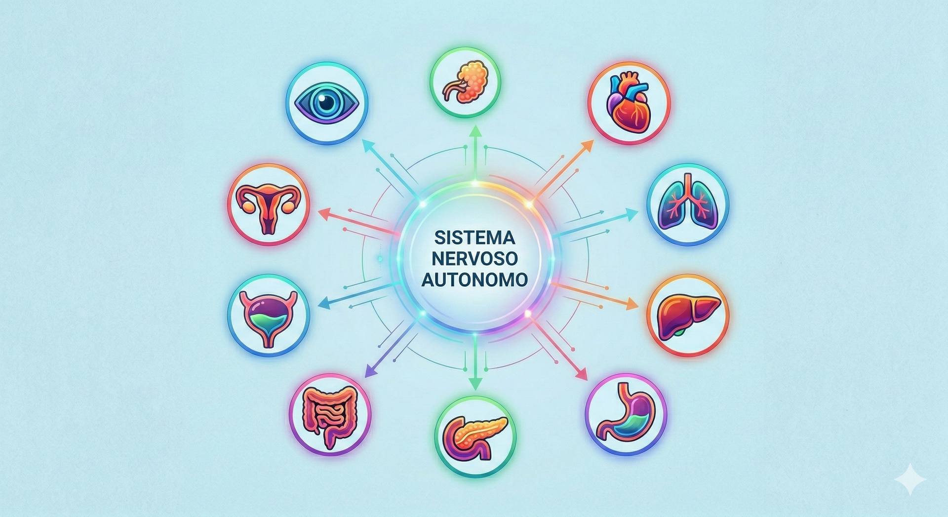 Si vede un disegno con delle icone con le funzioni regolate dal Sistema Nervoso Autonomo