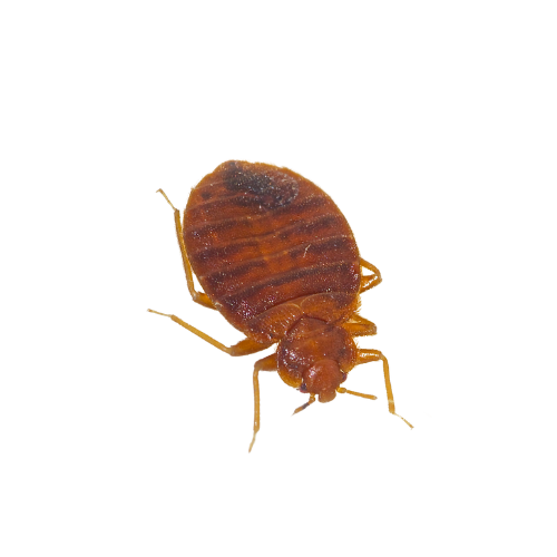 Bed Bug Treatment