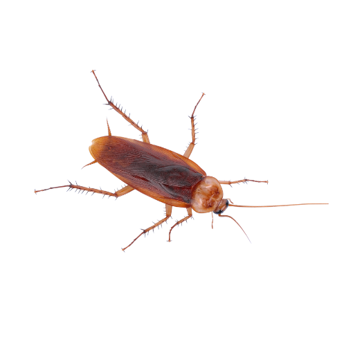 Cockroach Treatment