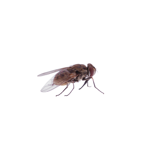 Fly Treatment