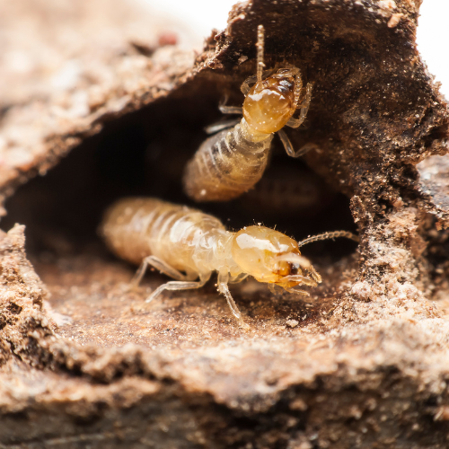 Termite Treatment