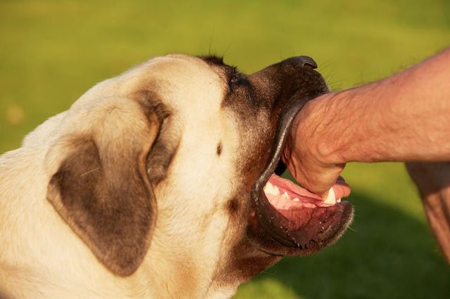 how to make a dog release its bite