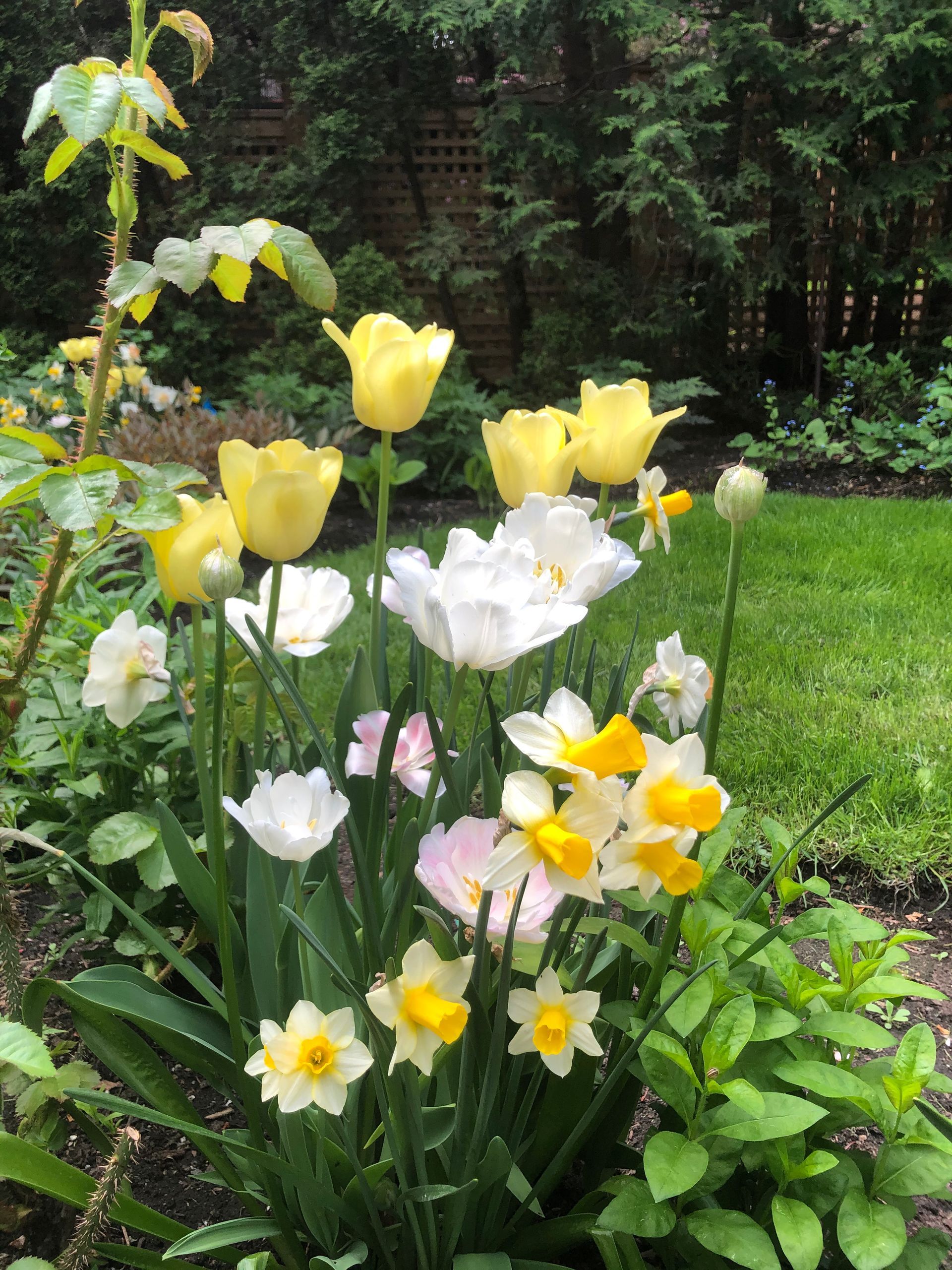 Un bouquet de fleurs jaunes et blanches dans un jardin
