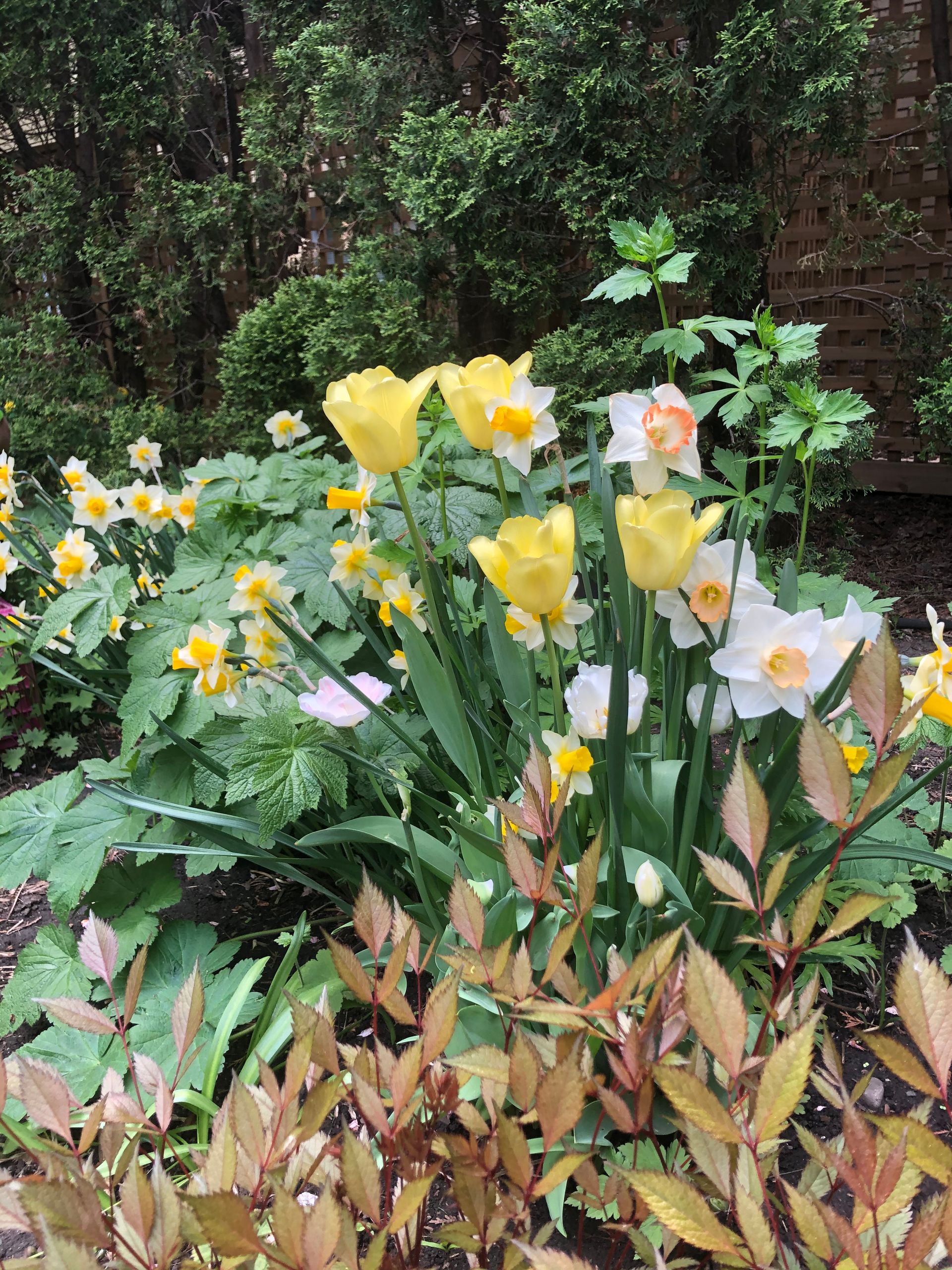 Un bouquet de fleurs jaunes et blanches pousse dans un jardin
