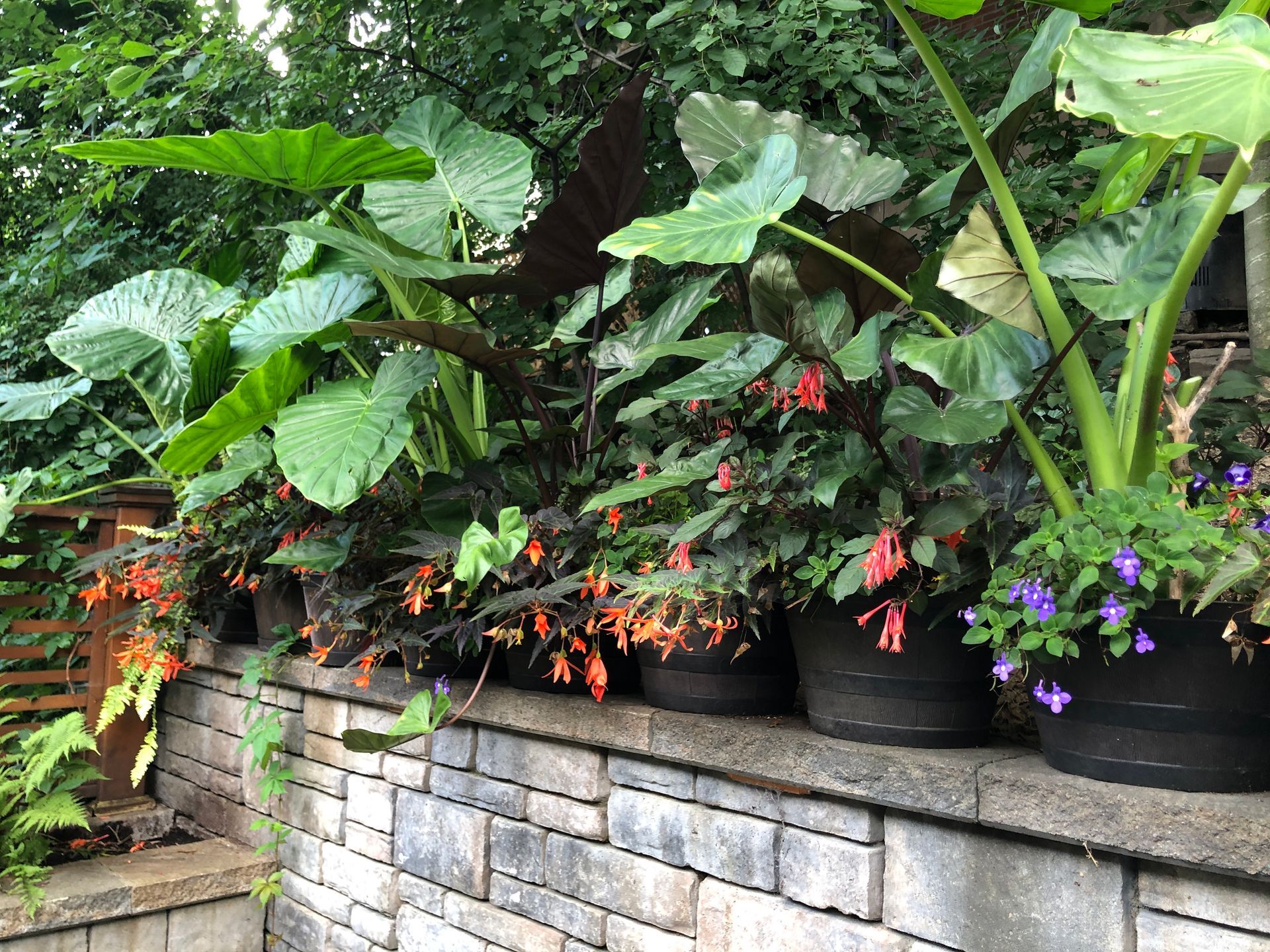 Une rangée de plantes en pot posées au sommet d'un mur de briques.