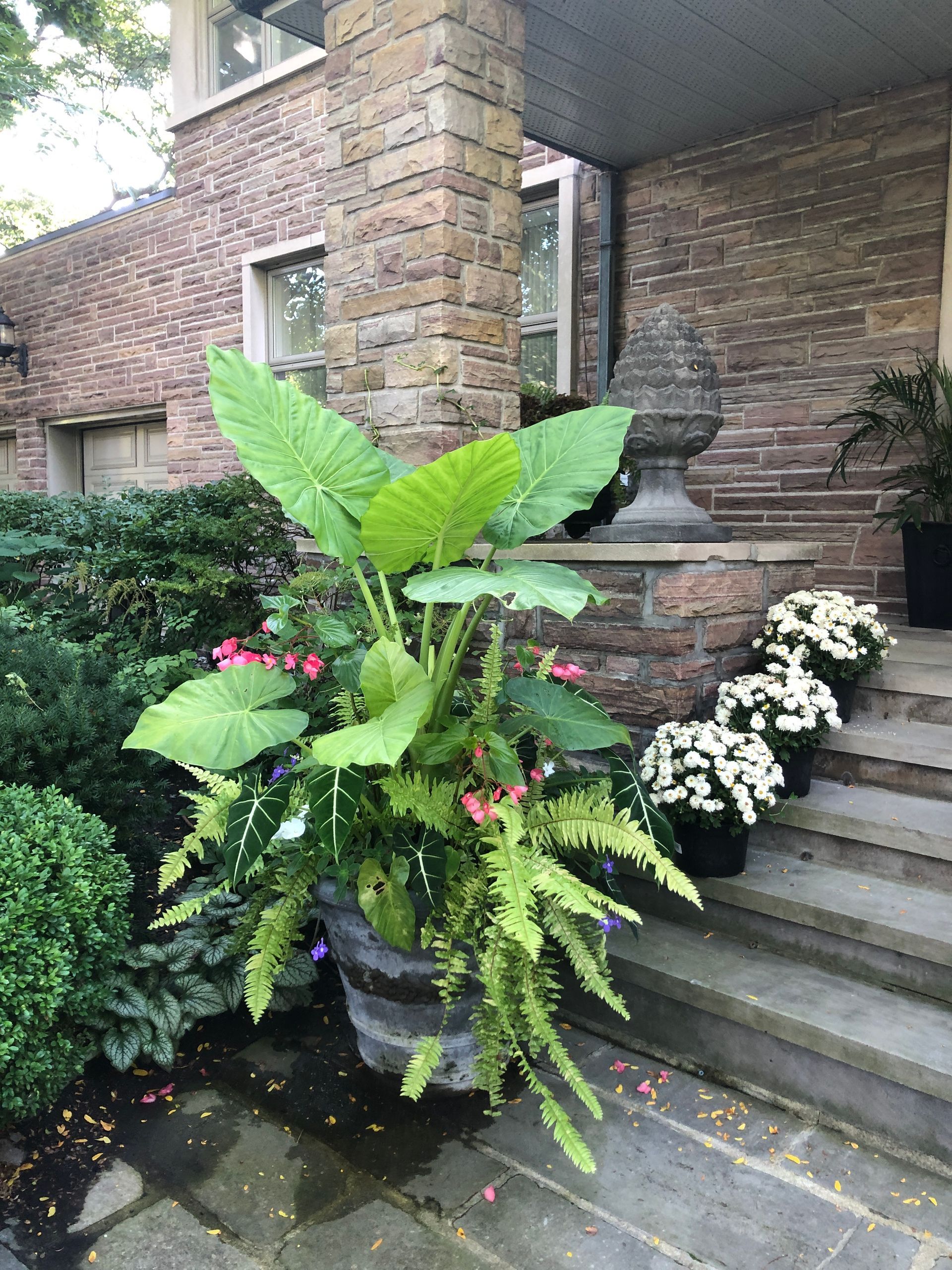Une grande plante en pot est posée sur les marches d'une maison en briques.