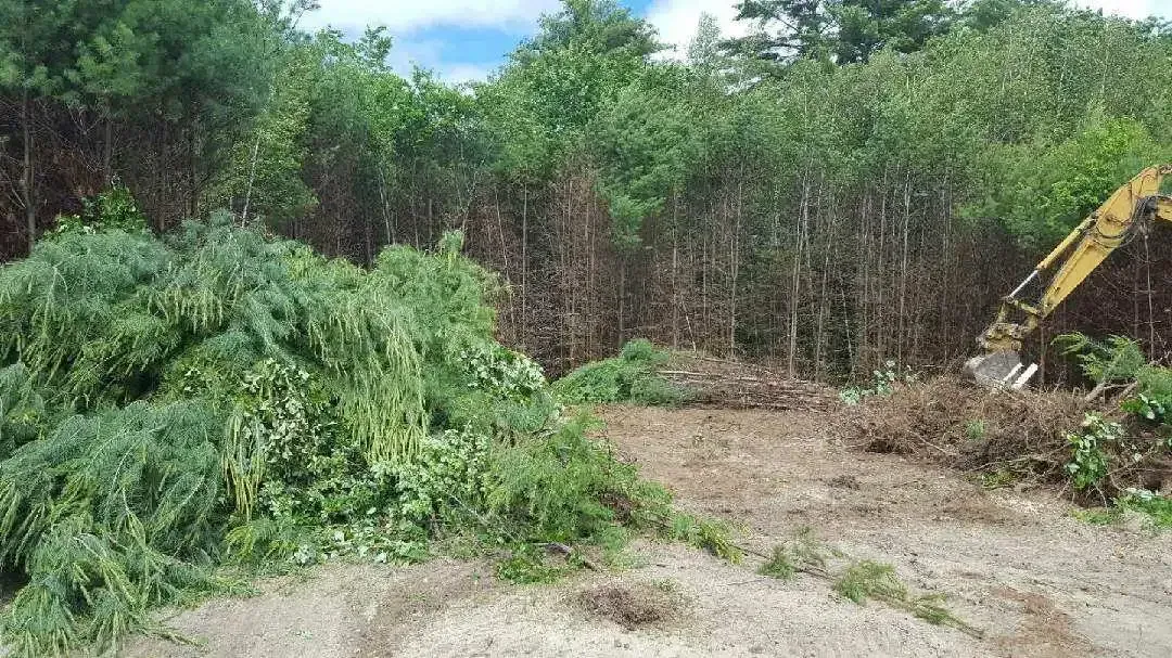A large pile of brush is sitting in the middle of a forest.