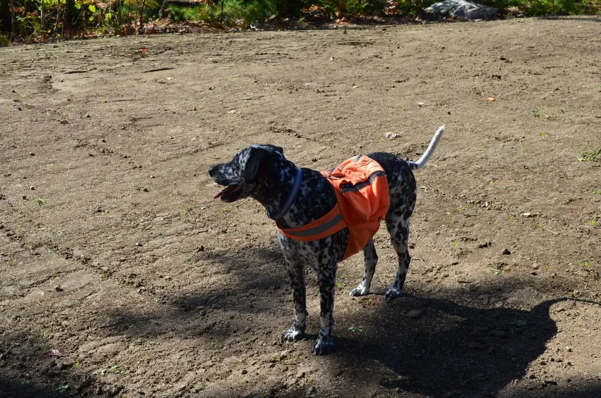 A black and white dog wearing an orange life jacket is standing in a dirt field.