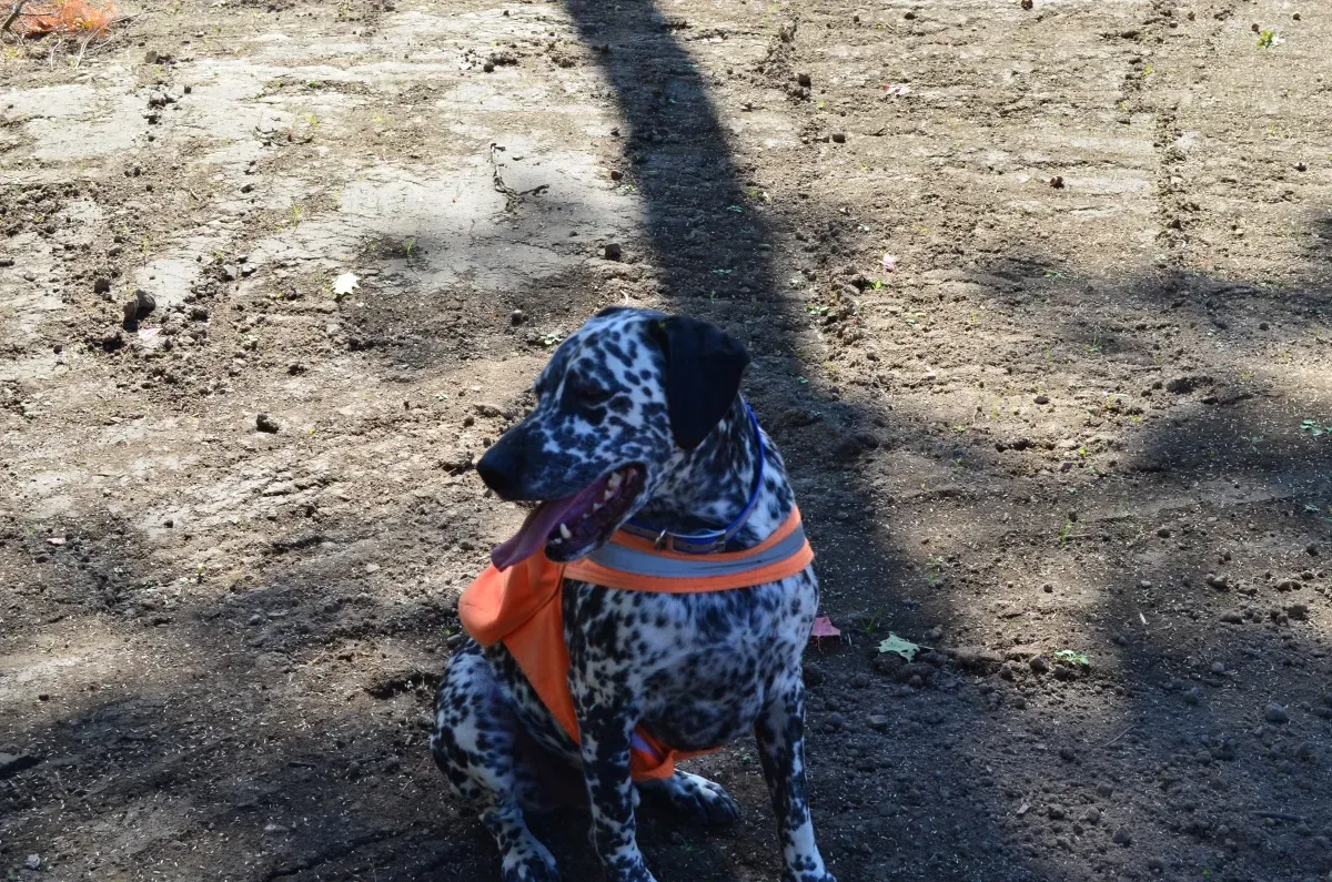 A dalmatian dog wearing an orange harness is sitting on the ground.
