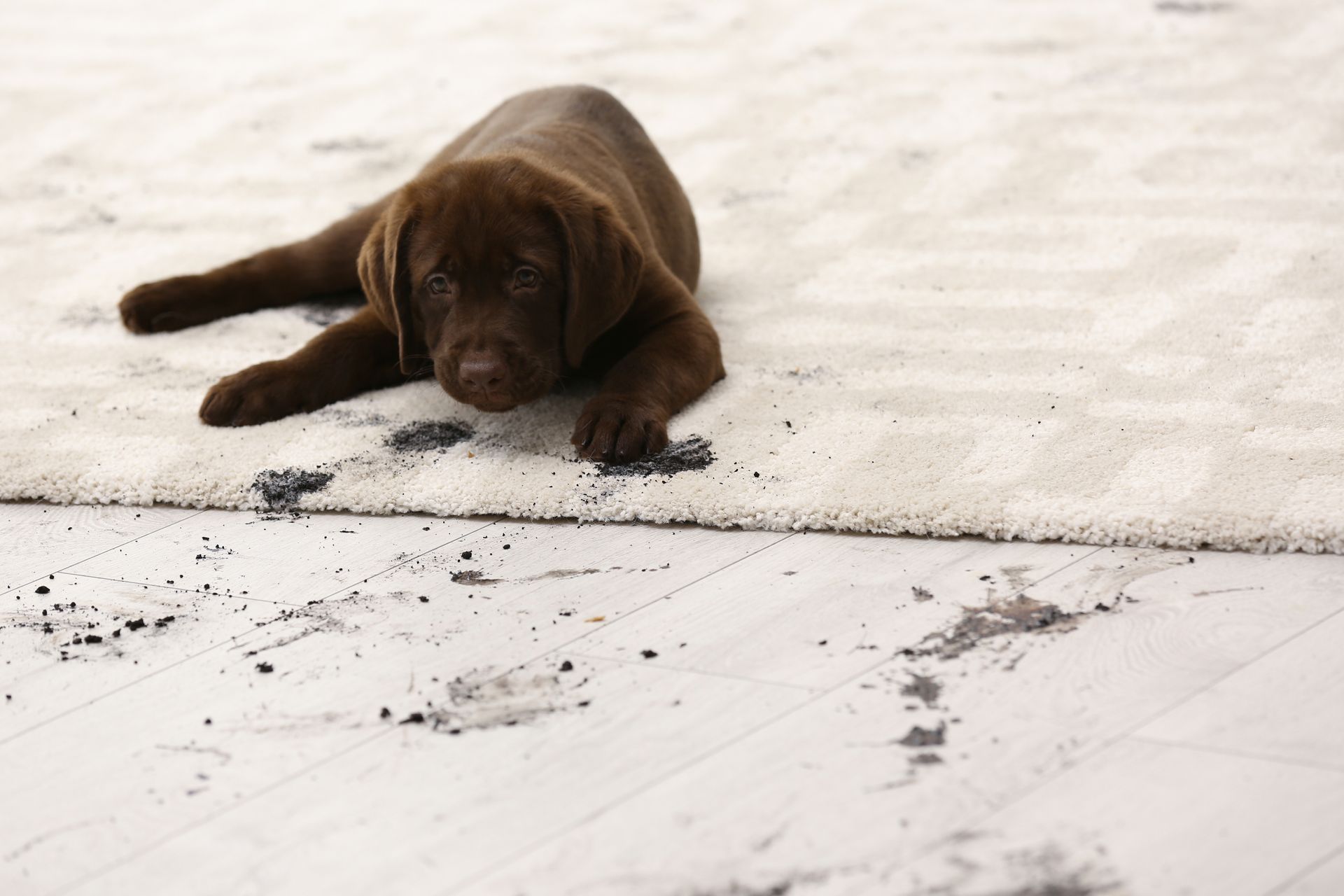 Chocolate Labrador puppy on a white rug with muddy paw prints on the rug and floor.