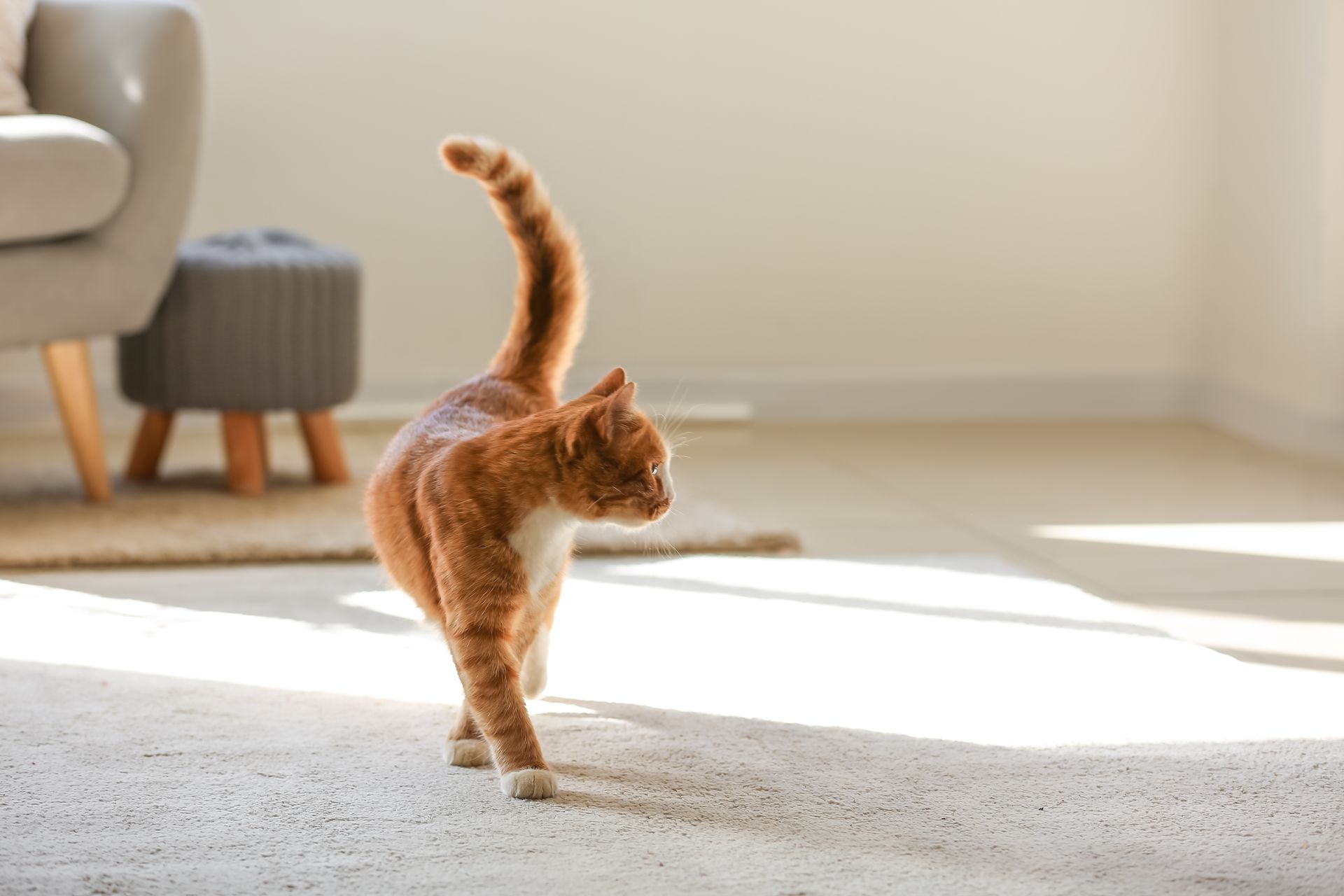 Orange tabby cat walking across a rug indoors, tail up, bright sunlight.
