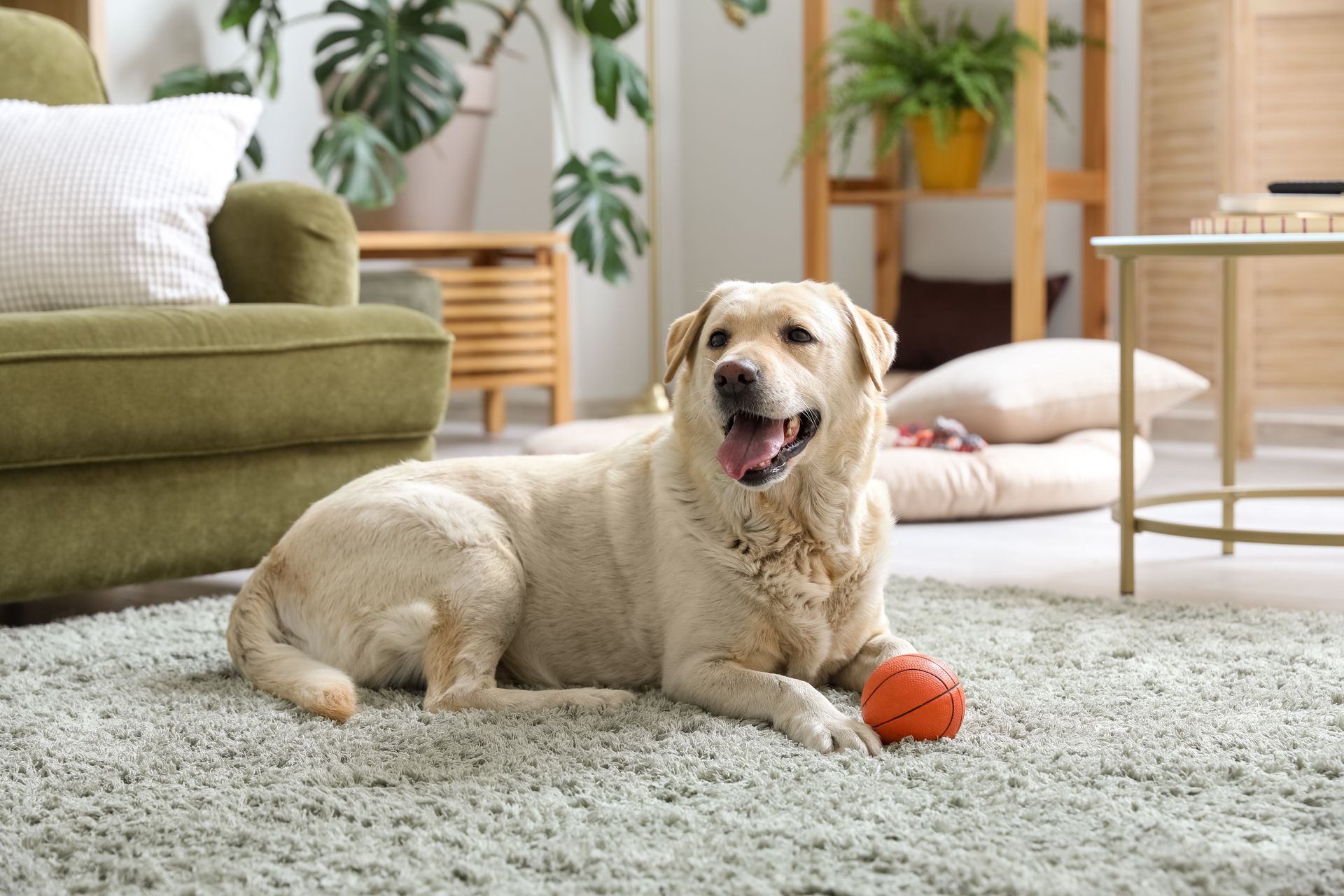 Yellow Labrador dog on a light green carpet with an orange ball in a living room with plants.