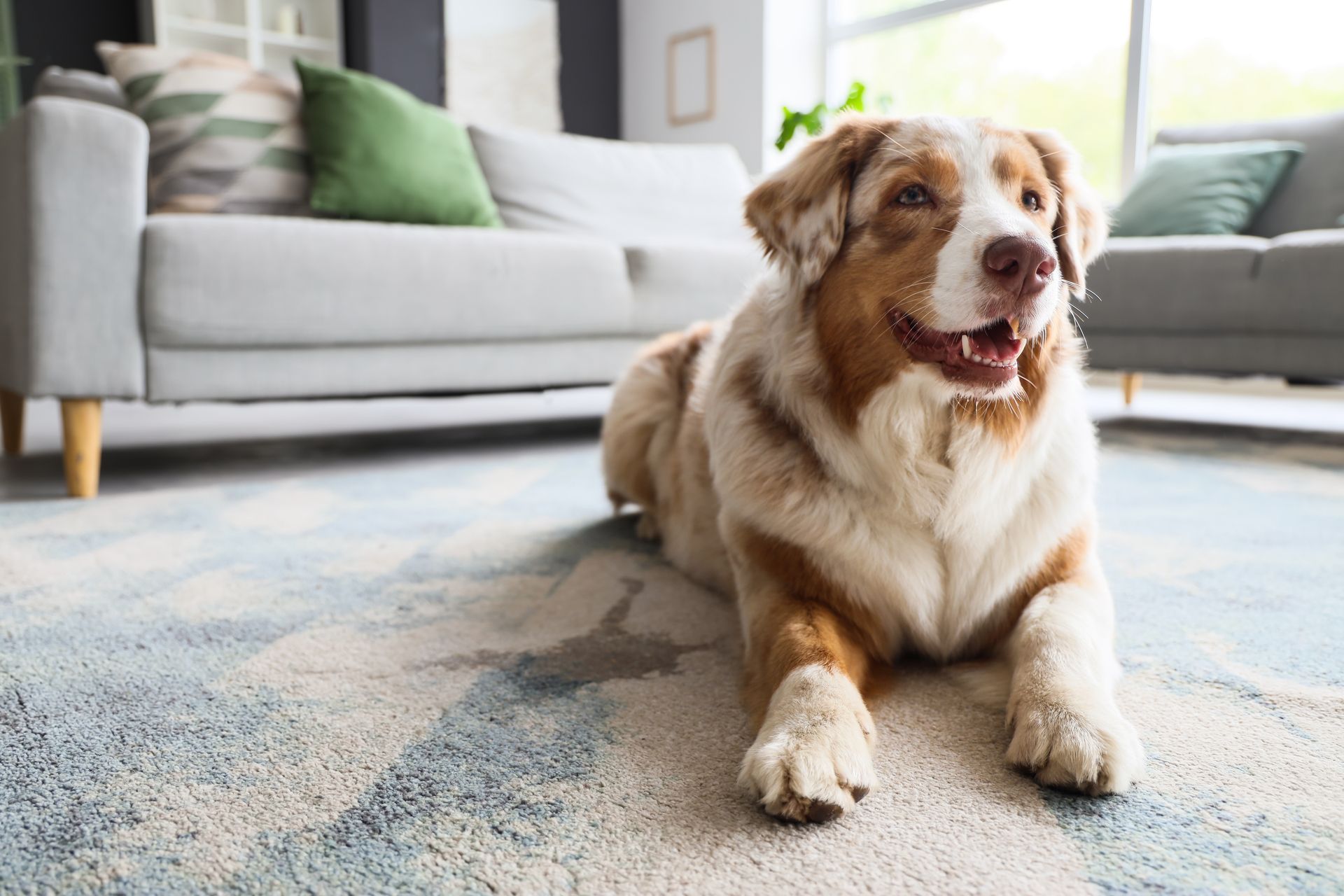 Dog lying on a patterned rug in front of a couch, smiling with its mouth open.