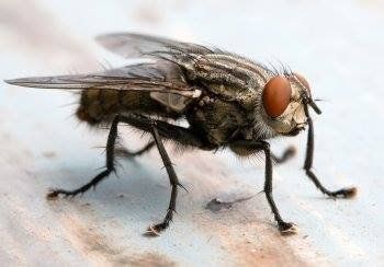 close up of a fly