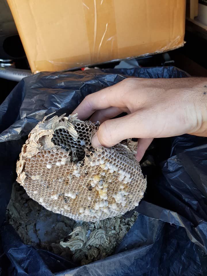 a hand holding a wasp nest