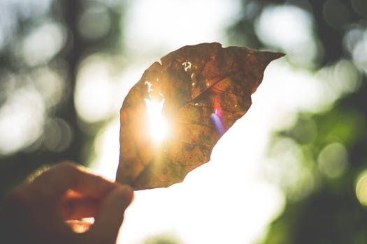 A person is holding a leaf in their hand with the sun shining through it.