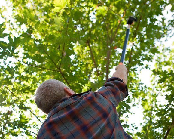 A man in a plaid shirt is reaching up into a tree with a hammer.