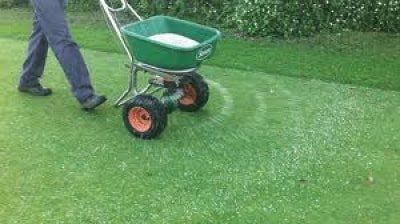 A person is spreading fertilizer on a lush green lawn with a wheelbarrow.