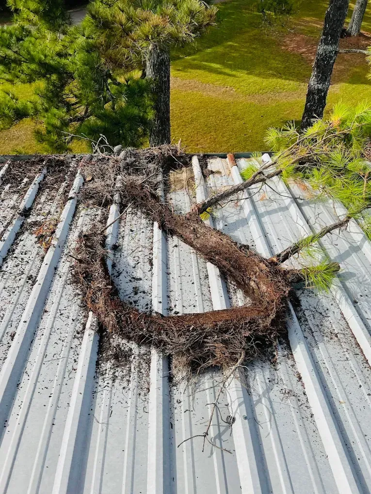 Pine tree branch debris on a corrugated metal roof, with a blurred green background.