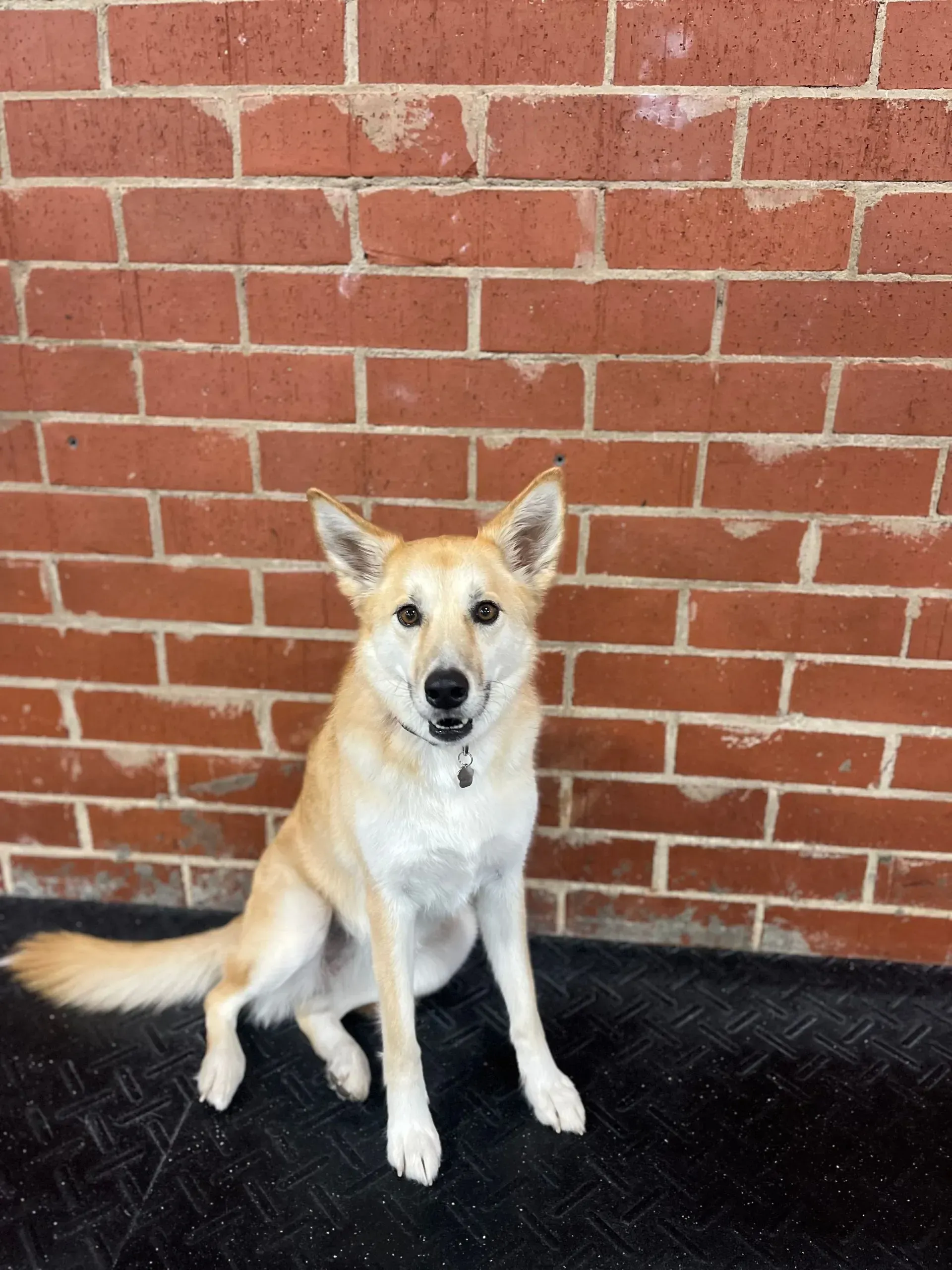Stella