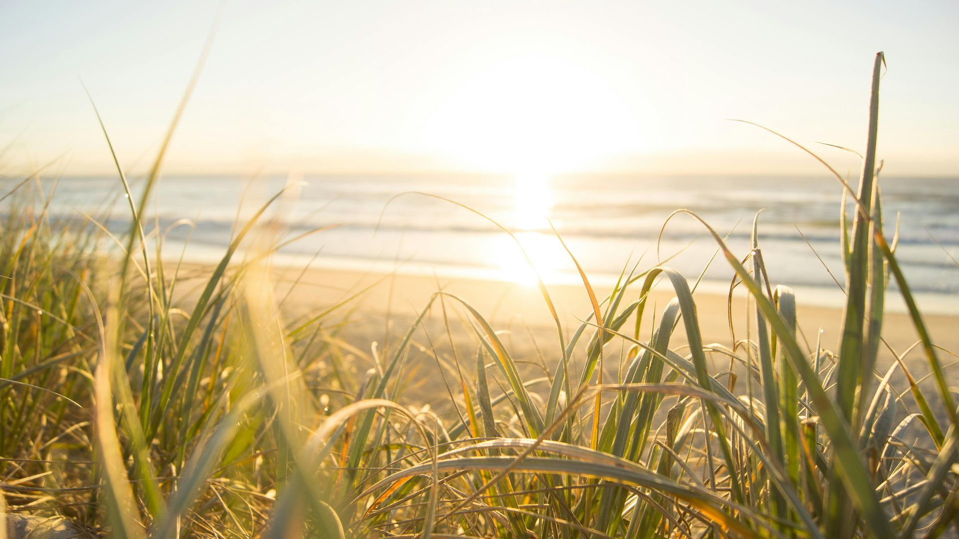 Sunlit beach grasses in the foreground, with the sun low over calm ocean waves at sunrise.