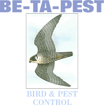 BE-TA-Pest logo