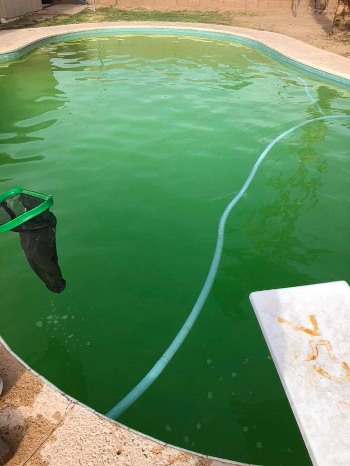 green pool in scottsdale before service
