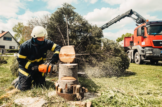 Storm damaged tree being carefully dismantled by trained technicians