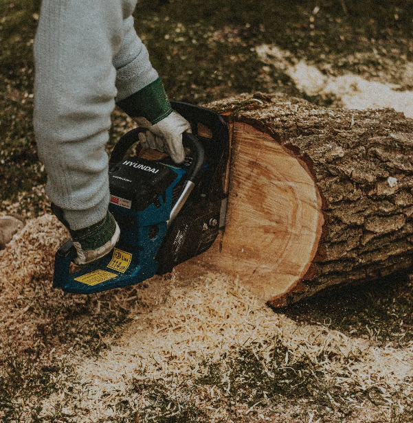 Tree cutting service handling damaged trunk near house structure