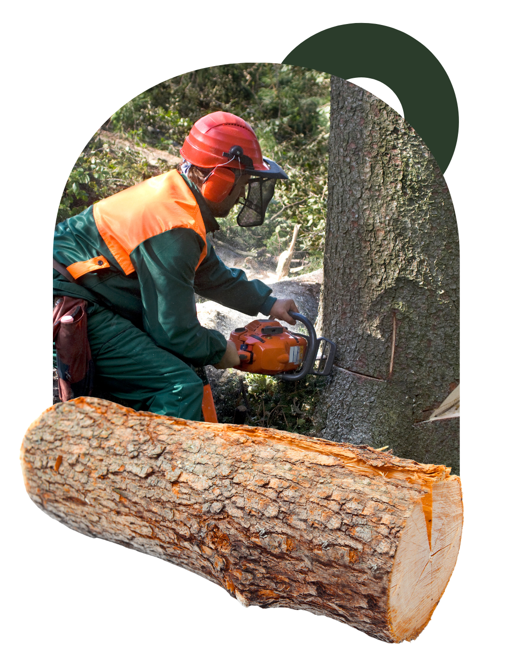 Large tree stump grinding service completing backyard restoration work