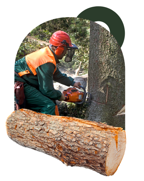 Large tree stump grinding service completing backyard restoration work