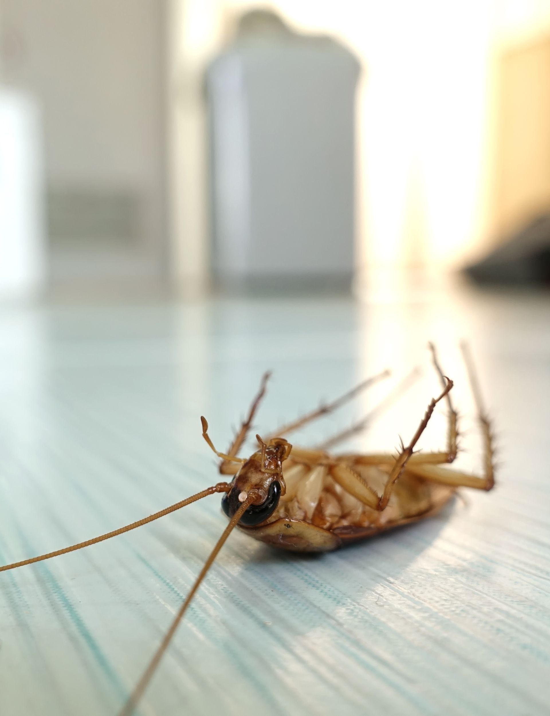 Roach Control | Clover, SC | Prevent Pest and Moisture