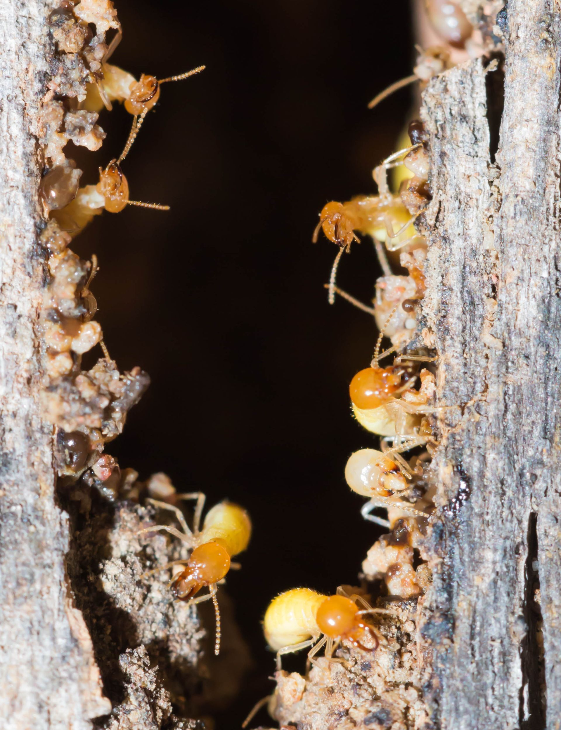 Termite Services | Clover, SC | Prevent Pest and Moisture