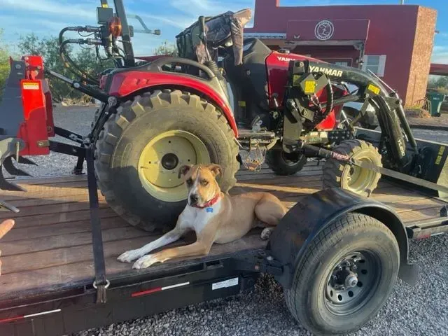 A dog is laying on a trailer next to a tractor.