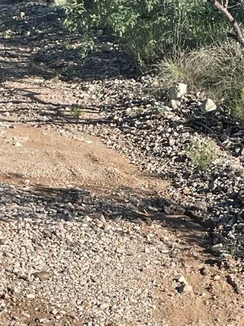 A dirt road with rocks and trees on the side of it.