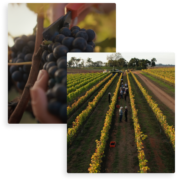 Uma pessoa segurando um cacho de uvas ao lado de um vinhedo