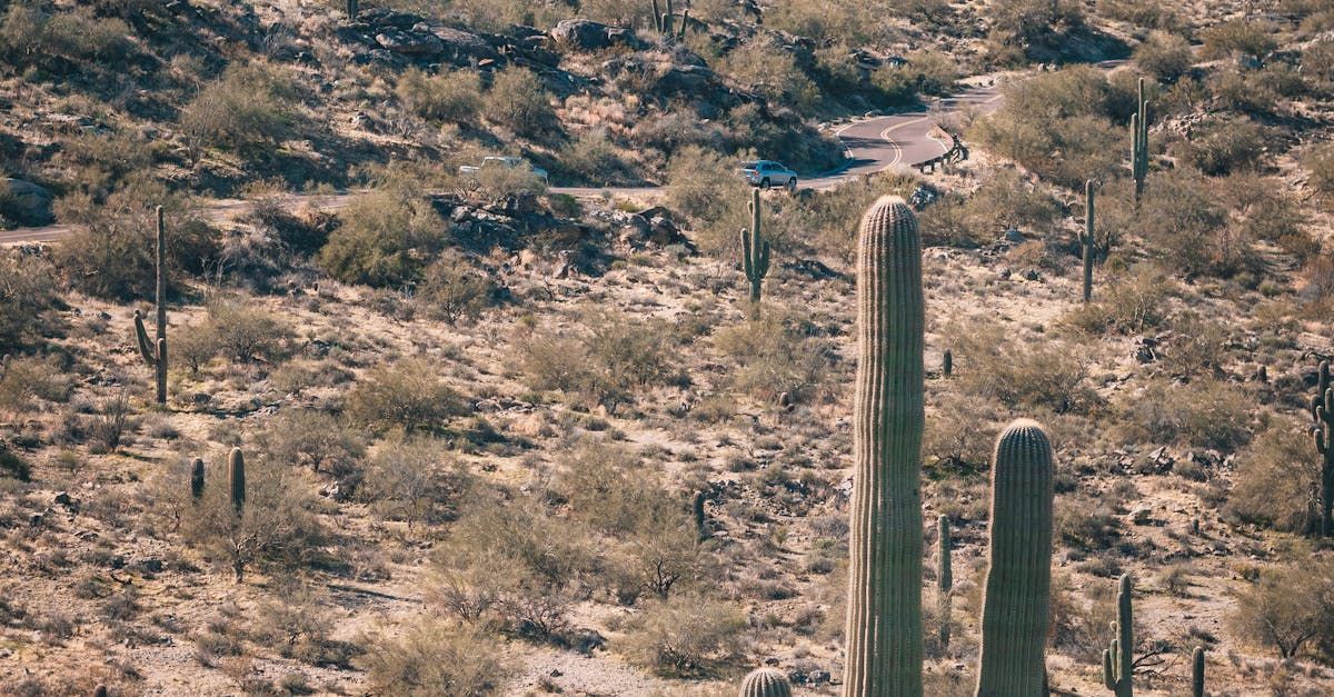 A group of saguaro cactus growing in the desert.