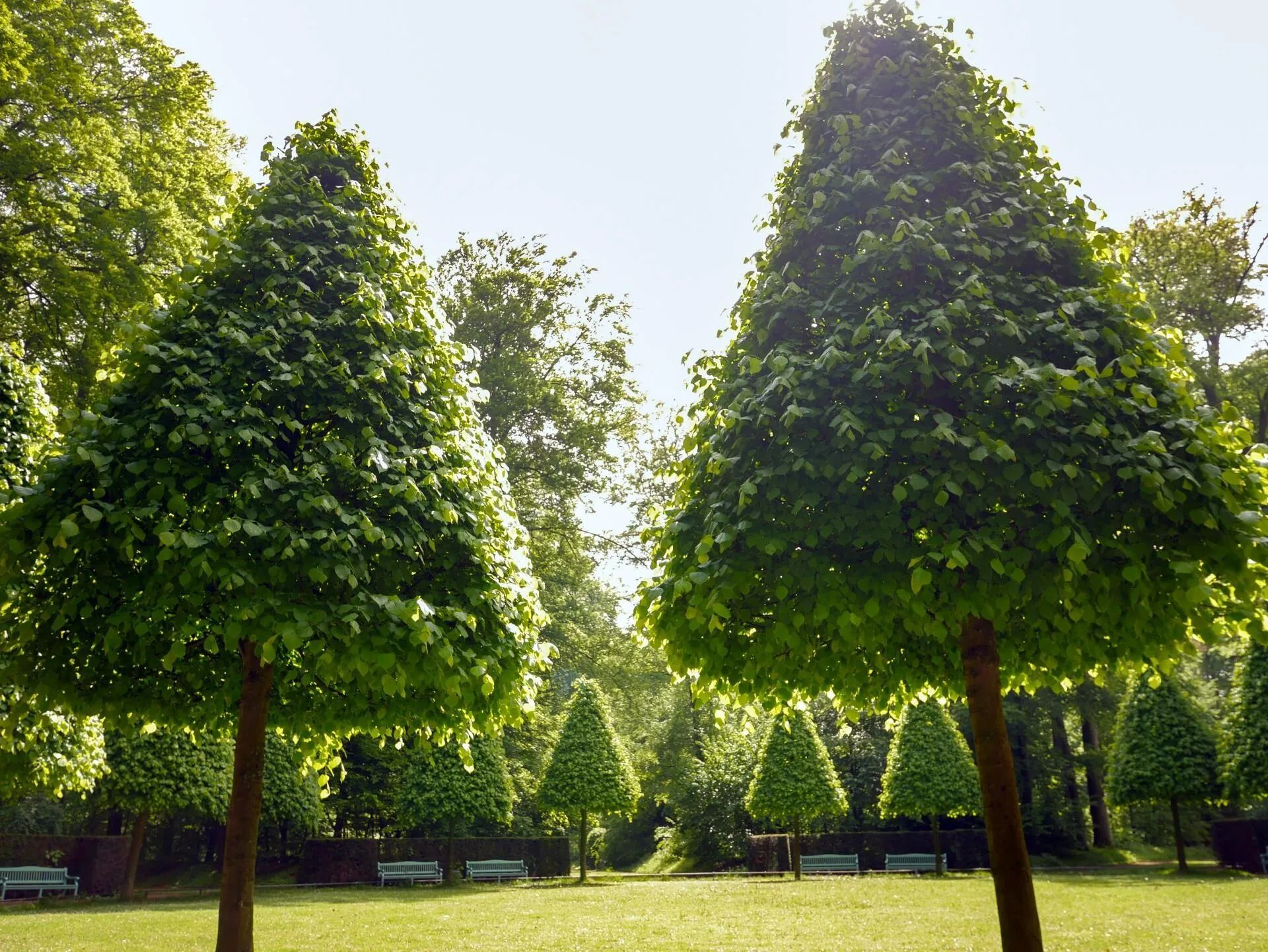 A row of trees in a park with a blue bench in the background