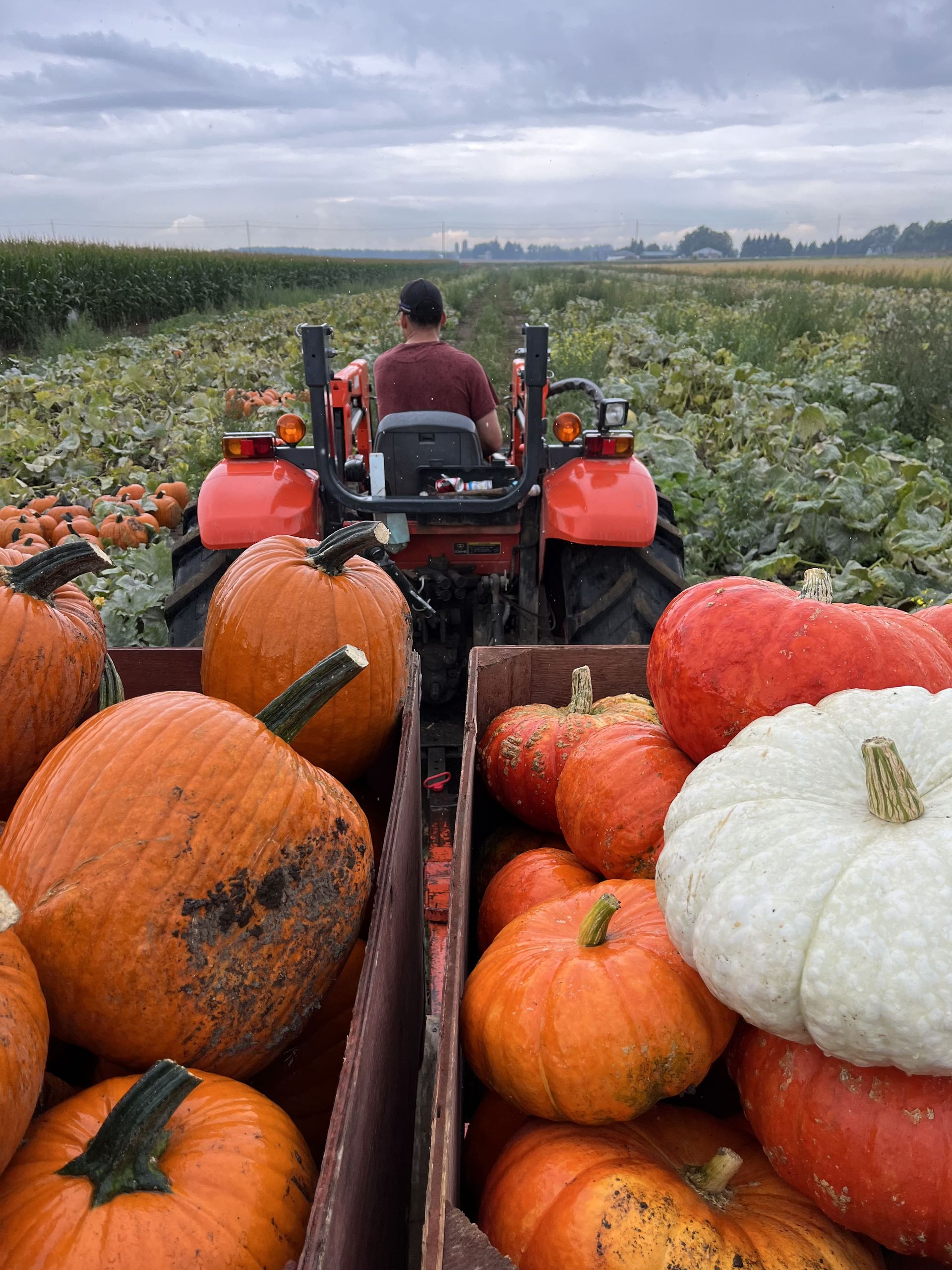 A man is driving a tractor through a field of pumpkins.