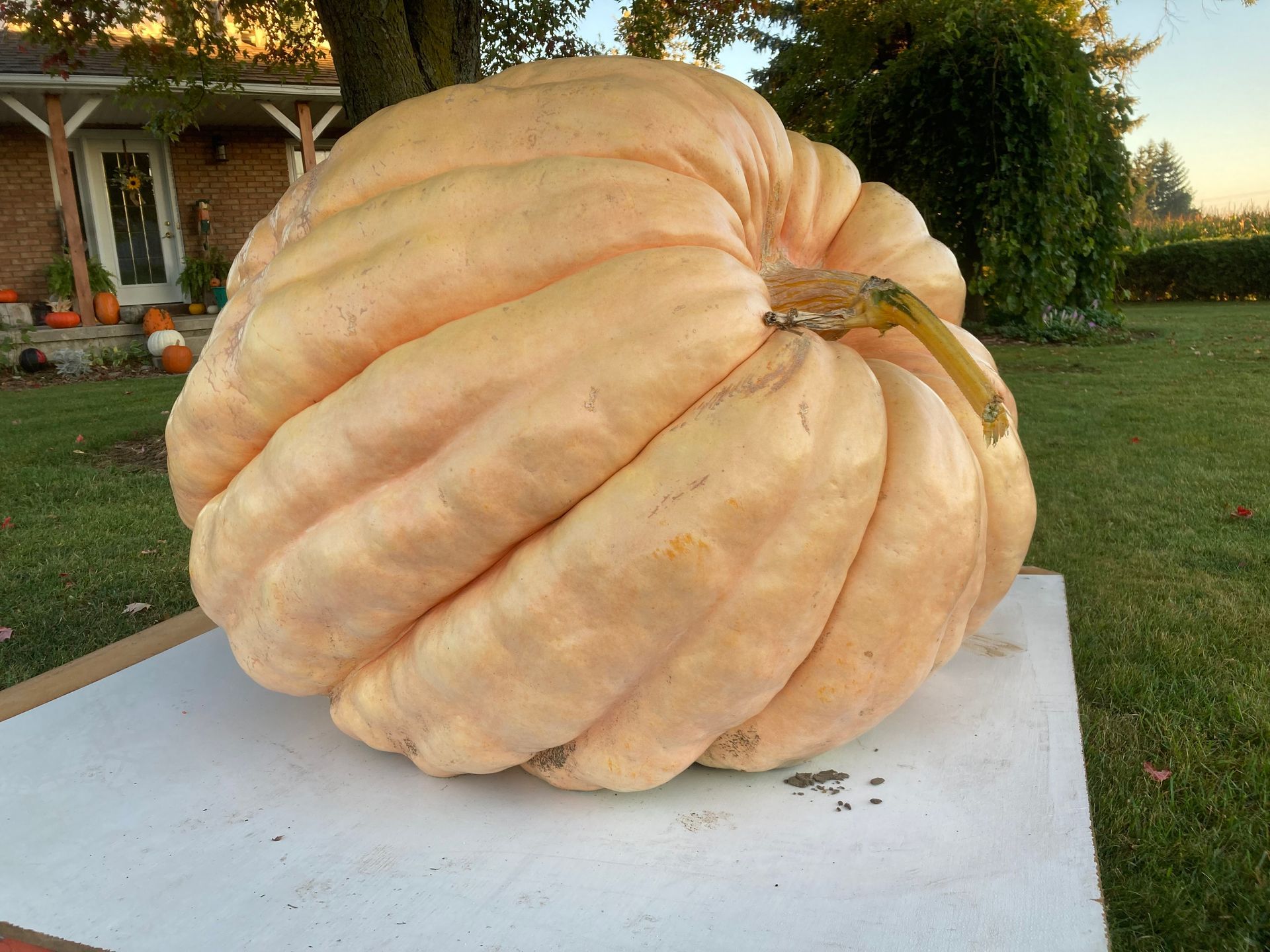 A large pumpkin is sitting on a white table in front of a house.
