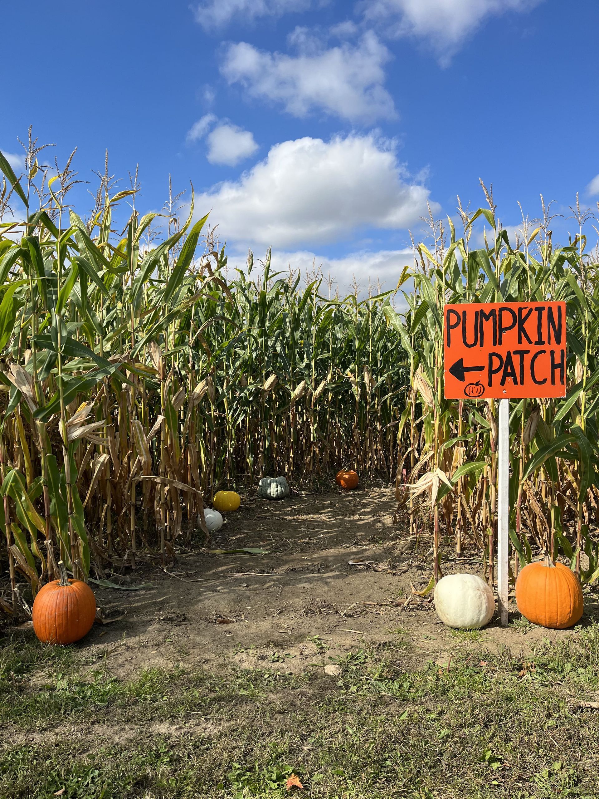 There is a pumpkin patch in the middle of a corn field.