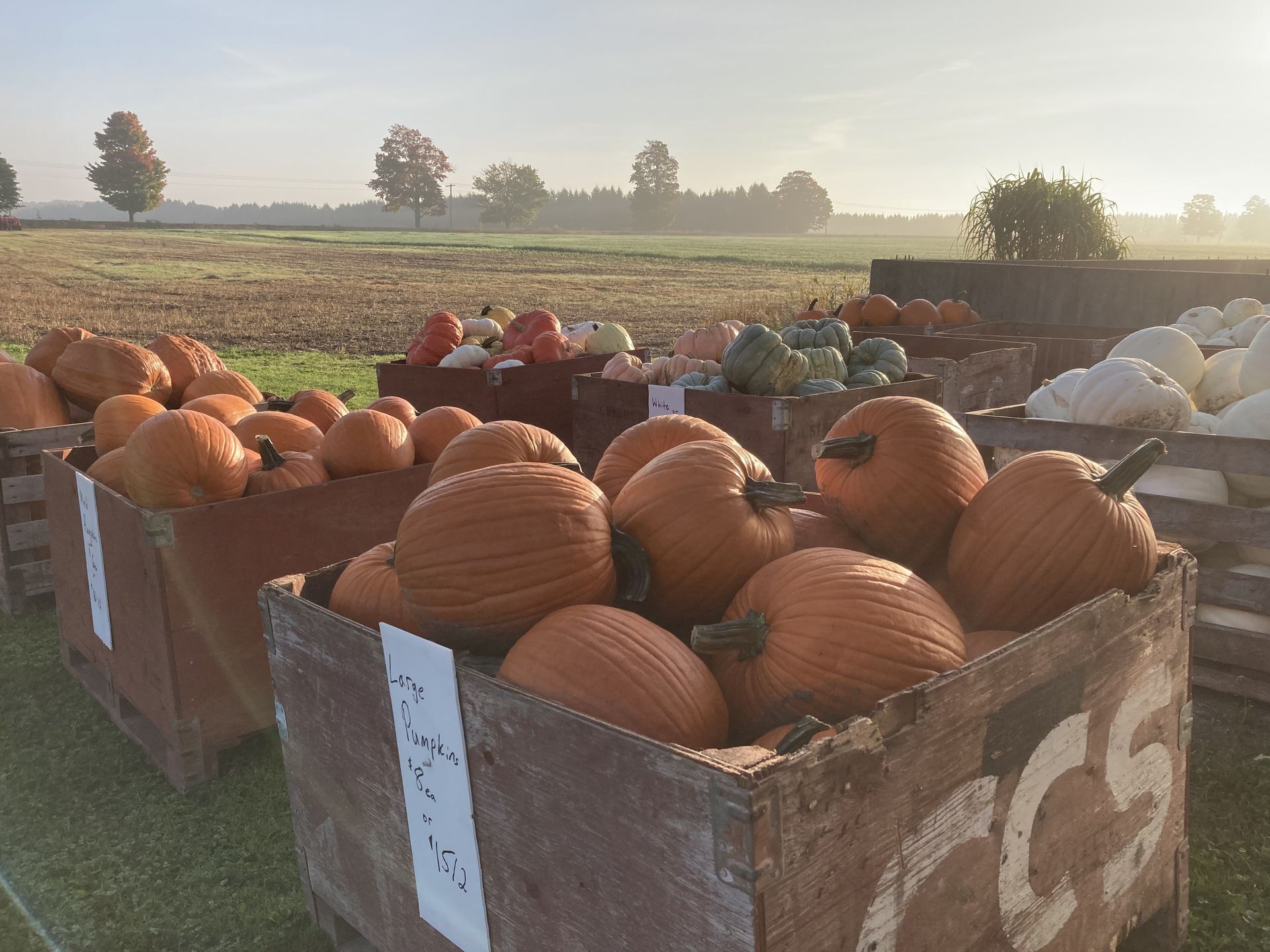 Crates of pumpkins are lined up in a field