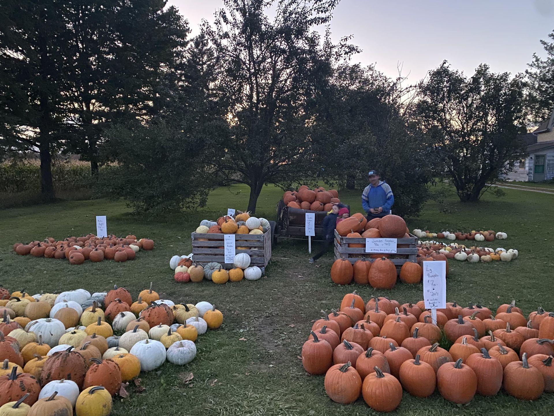 A bunch of pumpkins are lined up in a field