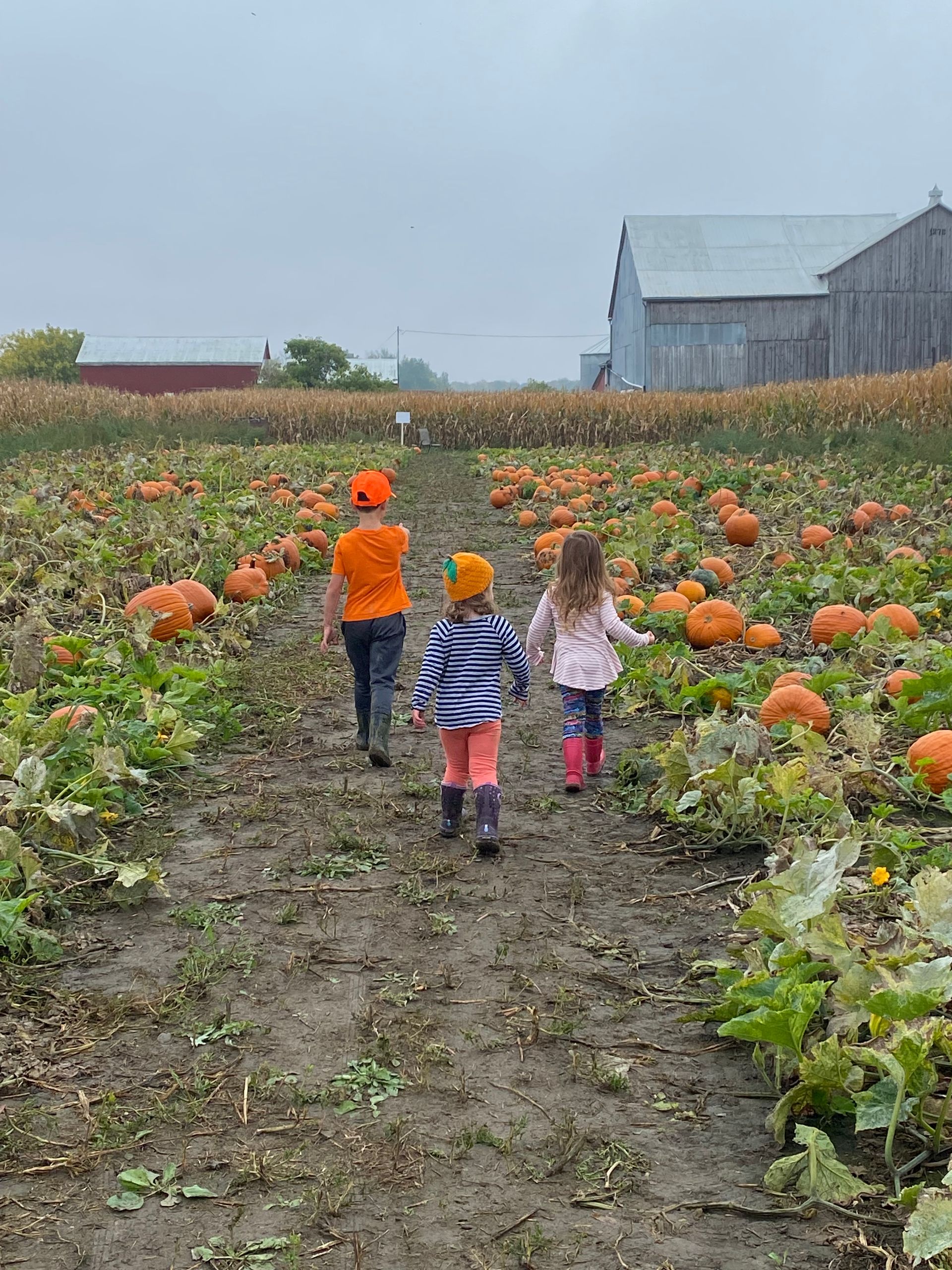 Three children are walking through a pumpkin patch.