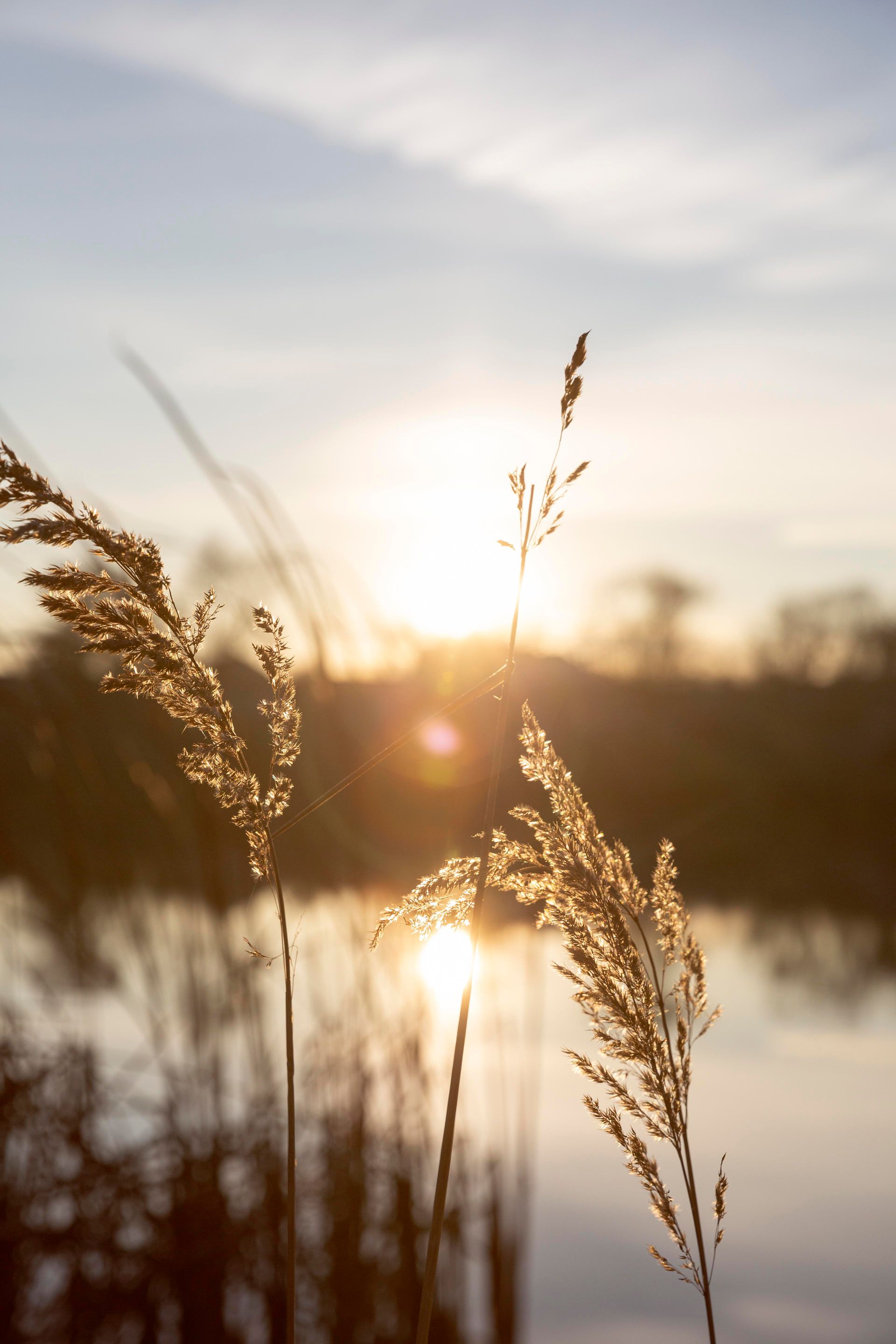 A woman is carrying a little girl on her shoulders in a field at sunset.