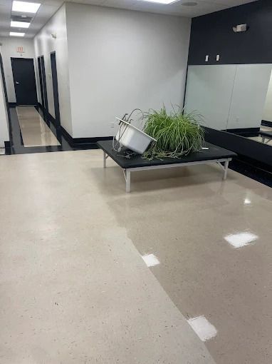 Hallway with a plant, table, and a mirror. Shiny, light-colored floor, and white and black walls.