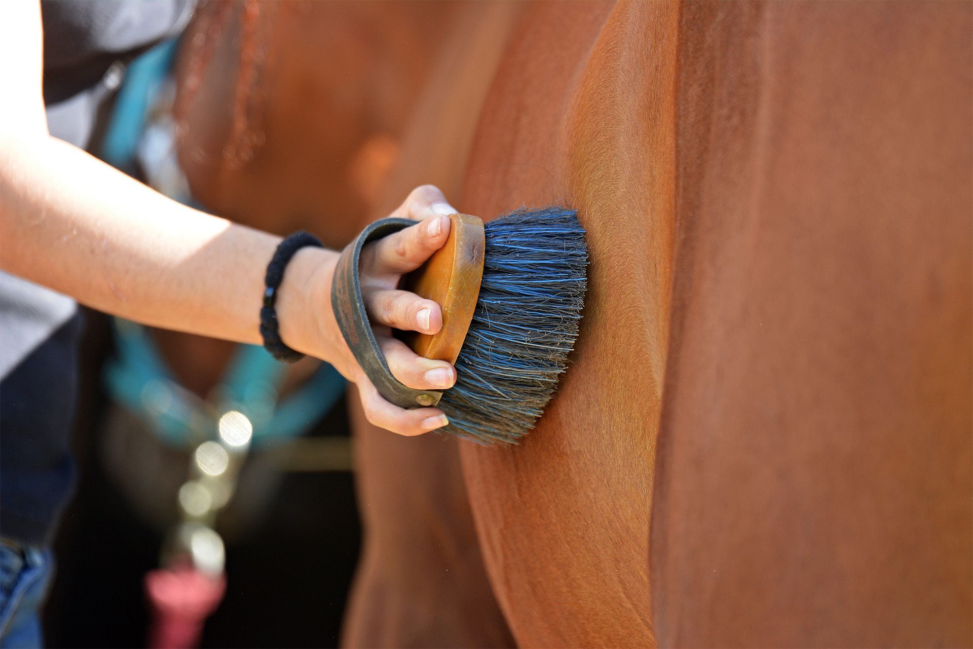 Person brushing a brown horse's flank with a brush
